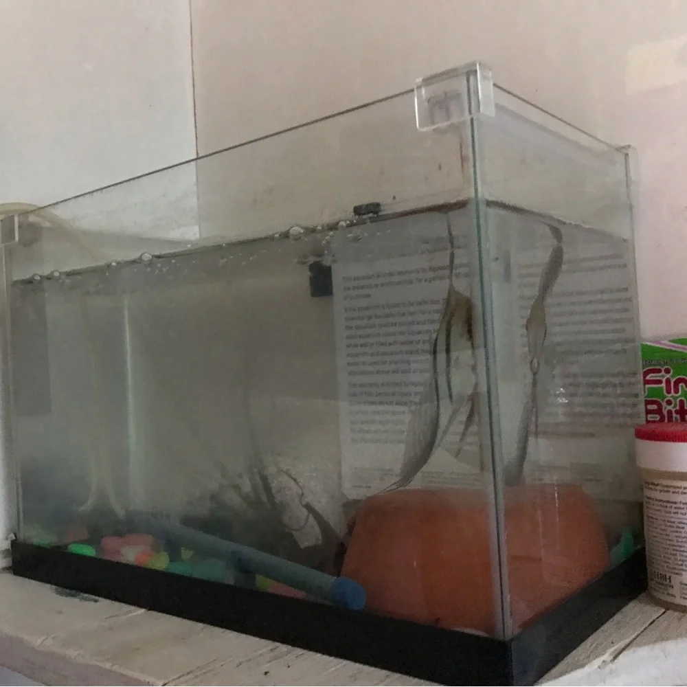 Mini fish tanks 2024